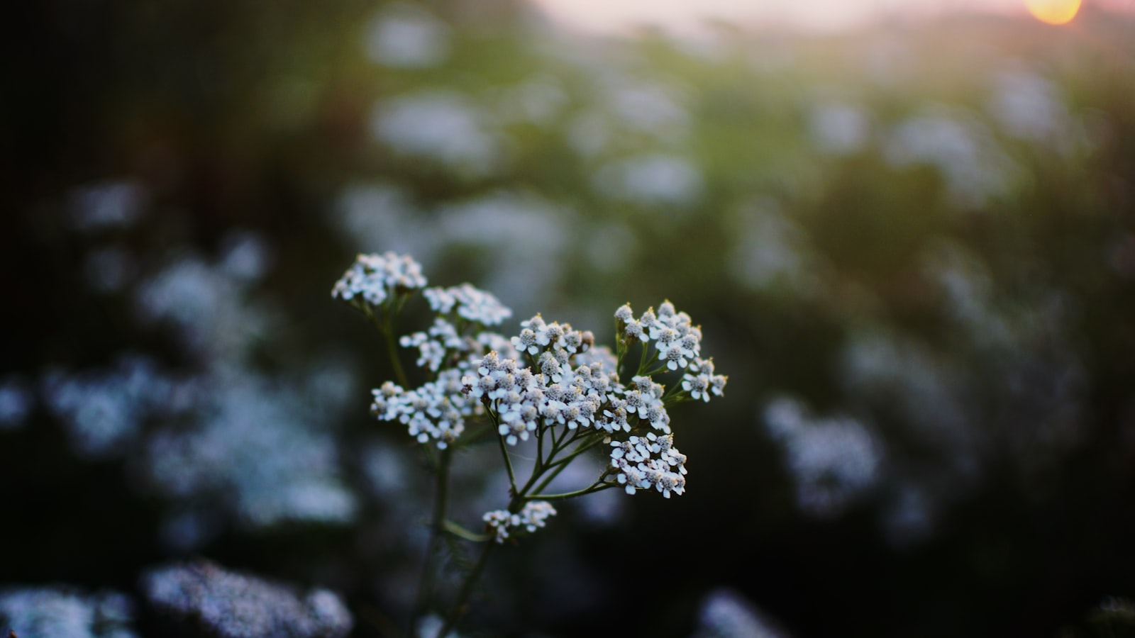 Sow Small, Bloom Big: A Rule for Creative Growth